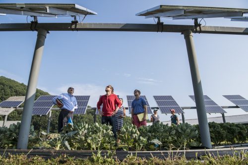 Hommes observant des panneaux solaire dans un champ photovoltaïque